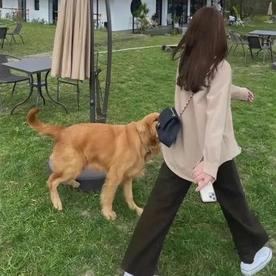 歌舞飞扬